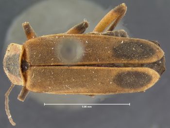 Media type: image;   Entomology 2823 Aspect: habitus dorsal view